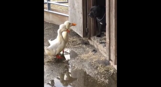 Zwei Gänse kamen zu dem Hund. Lustiges Video