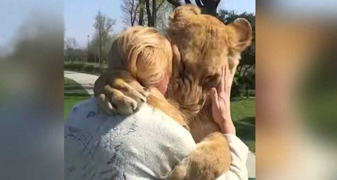 Sie zog zwei verwaiste Löwenbabys auf und musste sie dann in den Zoo schicken. Jahre später trafen sie sich wieder