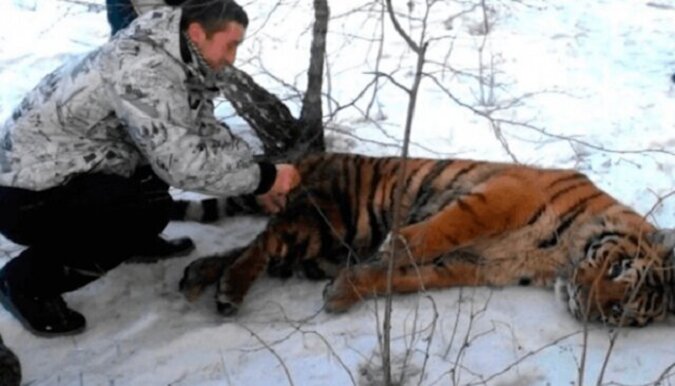 Ein Tiger mit einer Schlinge um den Hals kam zu den Menschen und bat um Hilfe