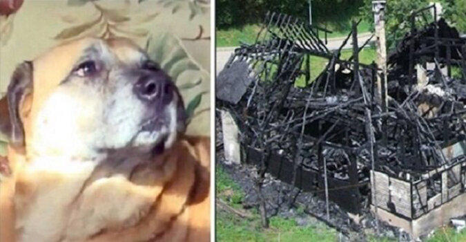 Hund, der zwei Monate später aus einem Feuer gerettet wurde, führte Menschen in das schwarze Loch eines verbrannten Hauses