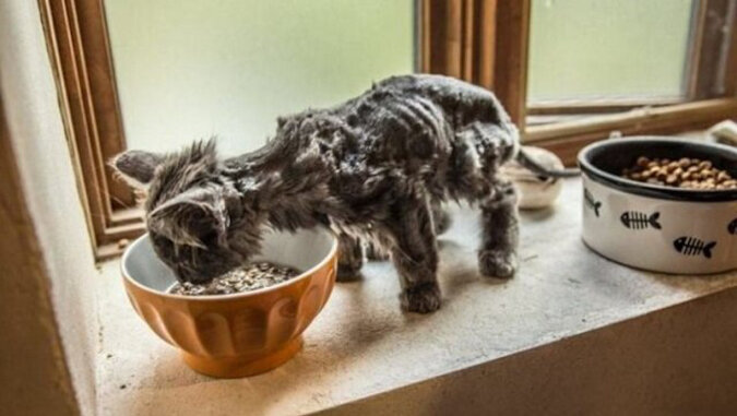 Die Verwandlung des skelettarmen Barli in eine prächtige Katze