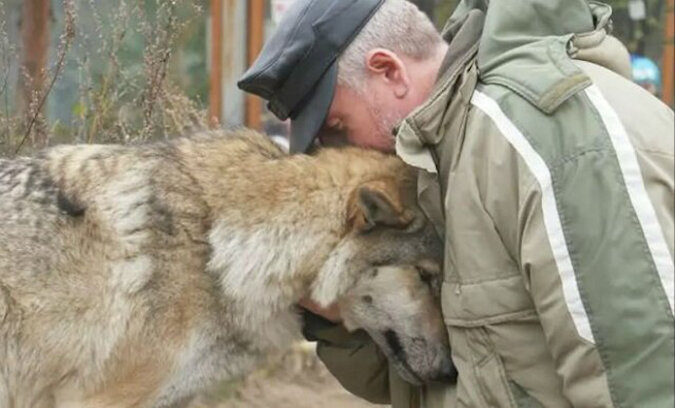 Wölfin bettelte um Futter. Ein Förster hatte Mitleid und fütterte Sie. Zwei Monate später kamen drei Wölfe und bedankten sich bei ihm