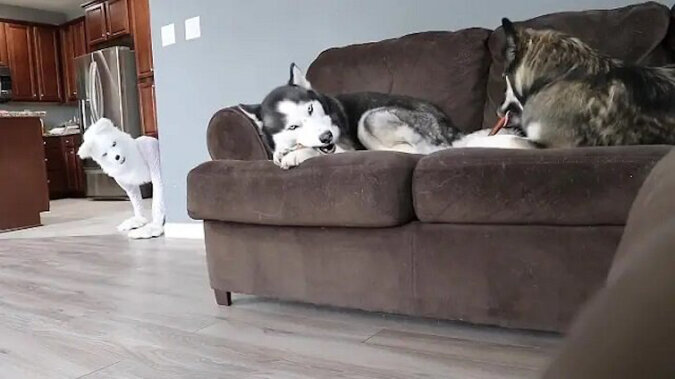 Ein Hundebesitzer wollten seinen Huskies einen Streich spielen, in dem er sich als Wolf verkleidete. Ein Film mit einem positiven Ende