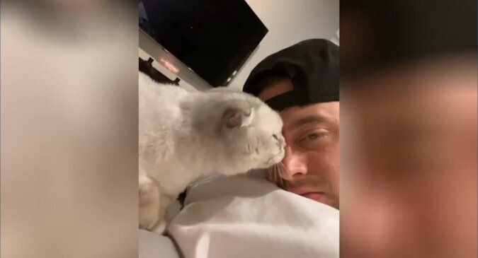 Ein Mann beschließt, seine geliebte Katze zu lecken - lustige Reaktion des Tieres im Video