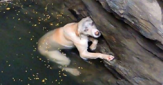 Ein ertrinkender hund wartet mit aller kraft auf hilfe. Sehen sie seine reaktion, als er seinen retter sieht