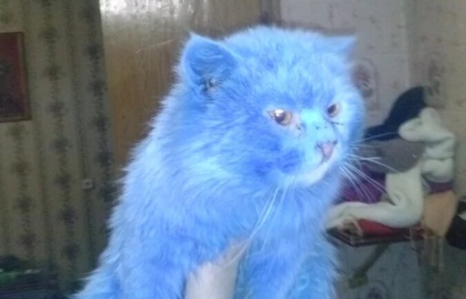 Ein Mädchen fand eine blaue Katze im Park und nannte es Avatar doch schon bald begann sie sich stark zu verändern