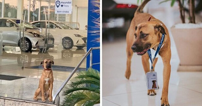 Ein streunender Hund tauchte häufig im Autohaus auf. Die Belegschaft beschloss, ihn einzustellen