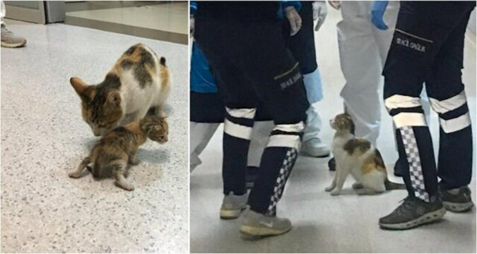 Eine Katze brachte Kätzchen in die Notfallklinik. Die Ärzte untersuchten das Baby