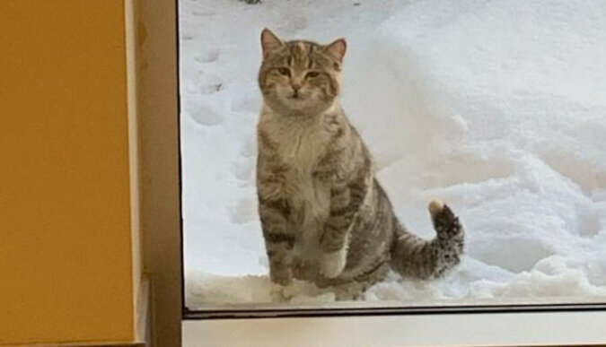 Eine obdachlose Katze konnte das kalte Wetter nicht länger ertragen und versuchte, in die Feuerwache zu gelangen, um sich warm zu halten