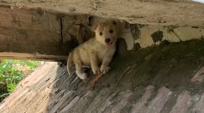 Der hübsche weiße Welpe erkannte, dass die Menschen ihn nicht brauchten, und zog sich unter eine Brücke zurück. Ich nahm ihn auf