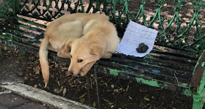 Kind hinterlässt geliebten Hund im Park mit herzzerreißender Notiz, die die ausweglose Situation erklärt